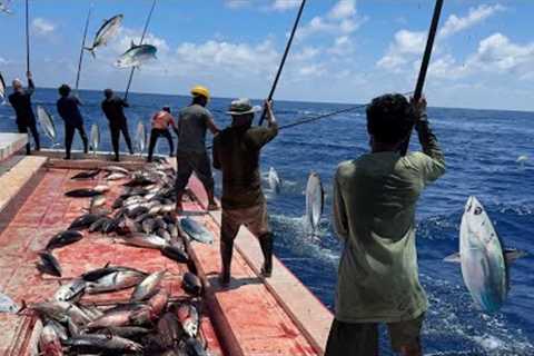 Most sustainable methods for fishing   | Maldives 🇲🇻 skipjack tuna fishing traditional way