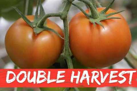 19 Gardening Tricks Most People Don’t Know