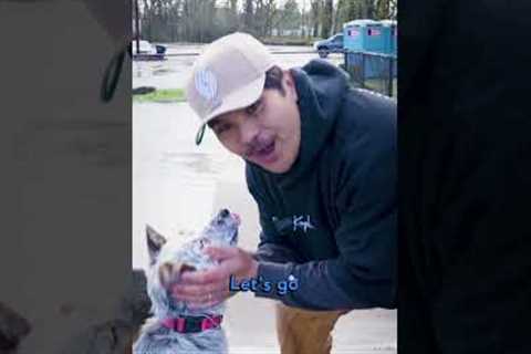Rescue Dog Training: Day 2 of Teaching My Dog to Skateboard