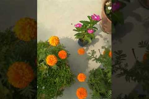 Flower Garden #flowers #gardening #shorts