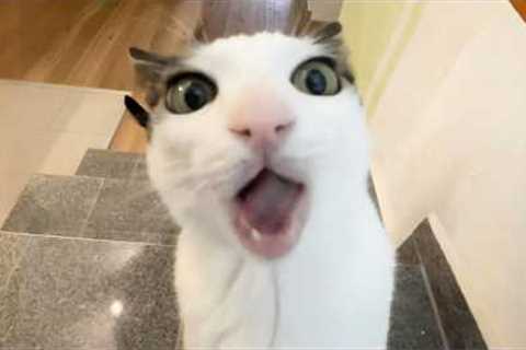 You Laugh, You Lose! 🤣 Funny Cat Videos 2026 😹 Part 137