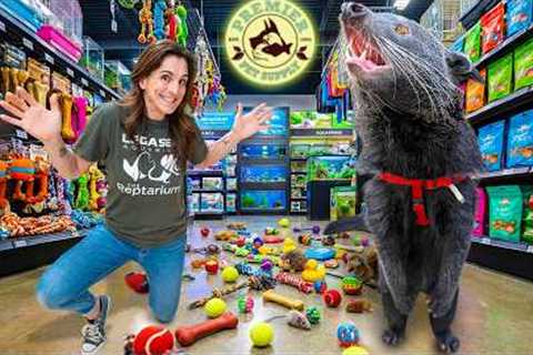 Taking My Binturong to a Local Pet Shop!