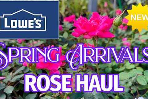 Lowe's Garden Center Rose and Flower New Arrivals and Deals!