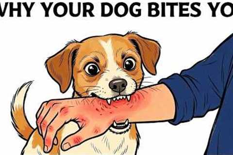 If Your Dog Suddenly Bites You, This is What It Means...