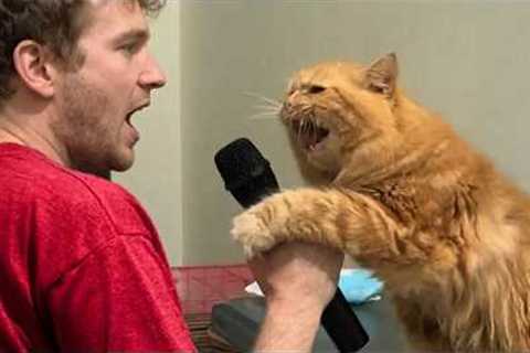 Hilarious Cats Being Total Mini Humans 😂 Funny Cat Videos