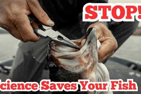 Did You Gut Hook a Bass? 2 Studies Say Do THIS!