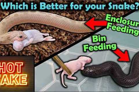 Our HOT TAKE on Feeding Snakes in Their Enclosure