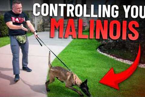 How to Stop Leash Pulling FAST With A High Drive Dog!