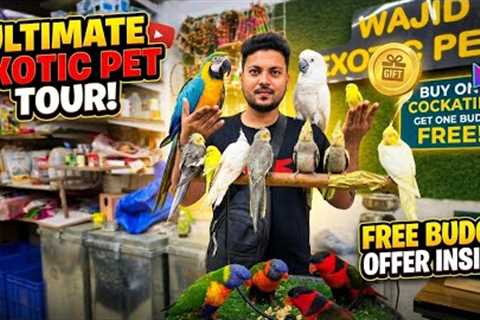 Buy one cockatiel, get one budgie free! Offer at Wajid Exotic Pets. 