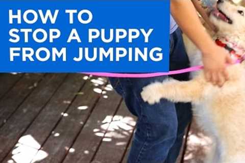 How to Train Your Puppy to Stop Jumping
