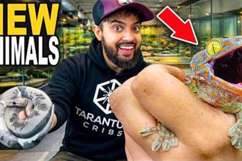 New Animals For My Reptile Zoo!