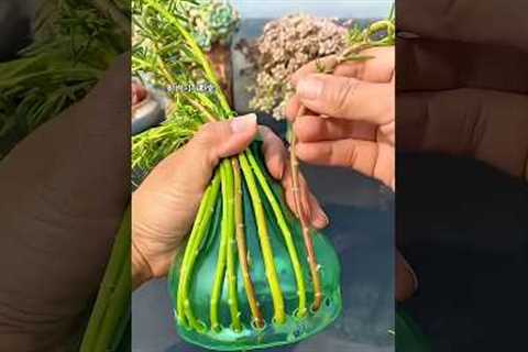 Grow Colorful Succulents in Bottle | Easy Gardening Tips #Gardening