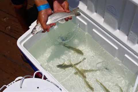 Simple DIY Live Bait TANK Setup!!!