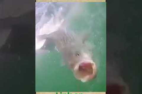 go fish cam on the river