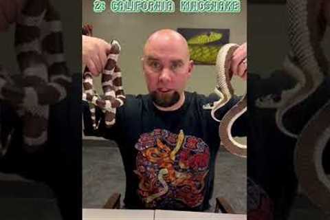 Best beginners pet #snakes 🐍