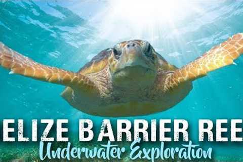 SCUBA DIVING BELIZE | Ambergris Caye and Placencia | travel vlog 2019