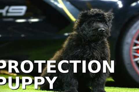 This cute puppy will be a Protection Dog?