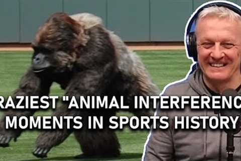 Craziest Animal Interference Moments in Sports History REACTION | OFFICE BLOKES REACT!!