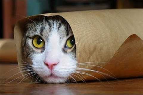 Funny Cats Compilation (Most Popular) Part 2