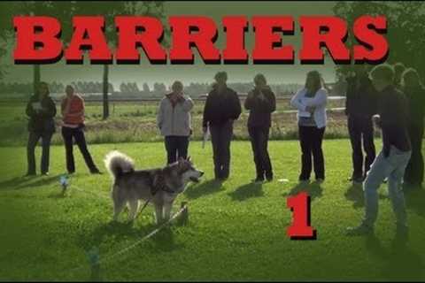 Teach your dog to stay in your yard- Invisible Barriers Part 1- Dog Training