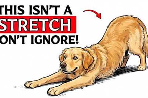 If Your Dog Stretches When They See You, This Is What It Means...