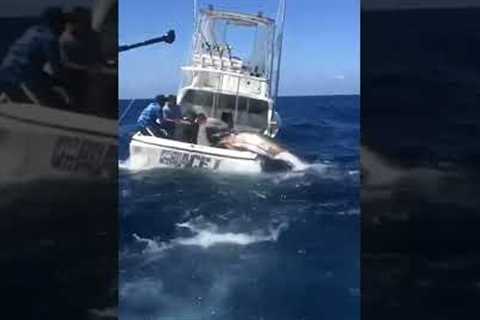 Blue marlin battle