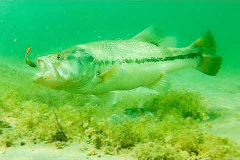How To Catch Bass With Plastic Worms! **INSANE UNDERWATER FOOTAGE**