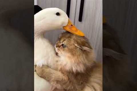Curiosity Turned Into Friendship