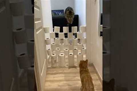 Cat Jumps Over Obstacles - Cats Obstacle Challenge 🐾