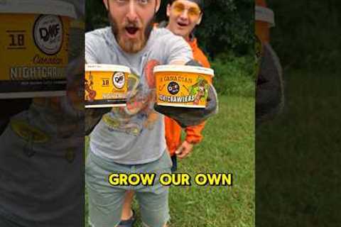 So I started a WORM FARM 🪱(Part 4) #shorts #fishing #worms