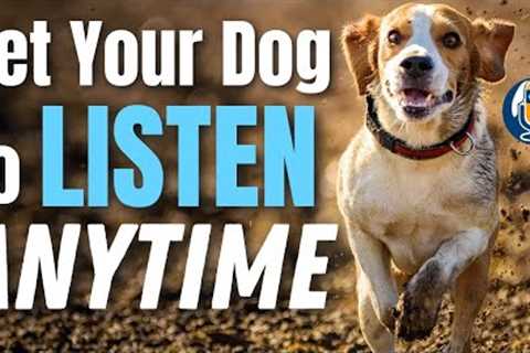 Teach Your Dog To Listen No Matter What… Even If You Think They Are Stubborn #144 #podcast