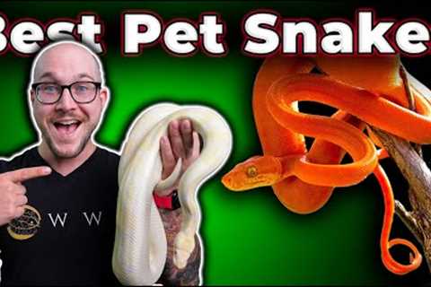 The BEST Pet Snakes at EVERY Size!