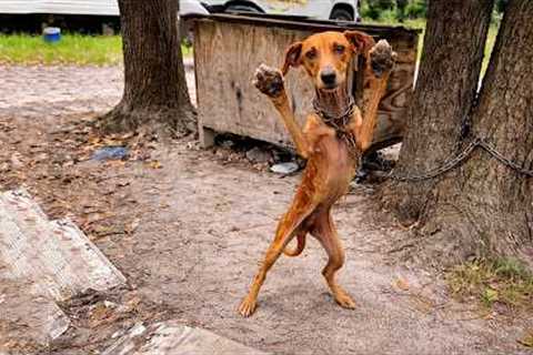Emaciated Dog Tied to a Tree Stretches Out Its Paws, Pleading for Help!