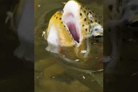 A Fly Fishing Mistake Many Anglers Make