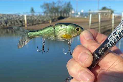 New Swimbaits