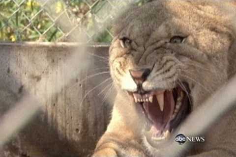 Exotic Animals Being Kept as Pets