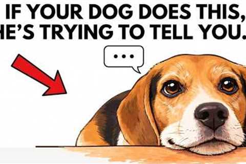 10 Ways Your Dog Is Trying to Talk to You (Stop Ignoring This Now)