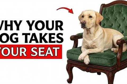 If Your Dog Takes Your Seat, It’s Not What You Think