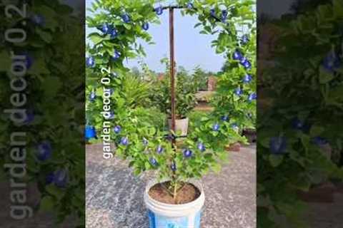 Flower Garden Decoration at Home 🌴🌸 That'll Amaze 🌱💫#gardening​#decor​ #ideas​ #short​..