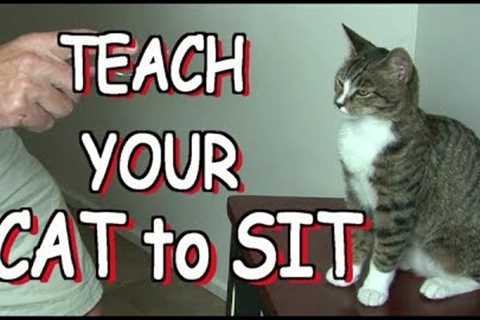 How to teach your cat to SIT