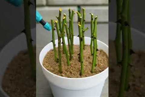 How to Grow Roses from Cuttings | Easy Propagation Method #gardeninghacks
