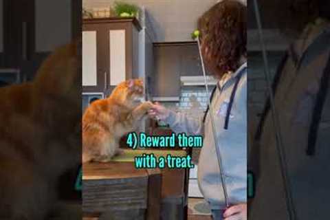How to teach your cat the High-Five.