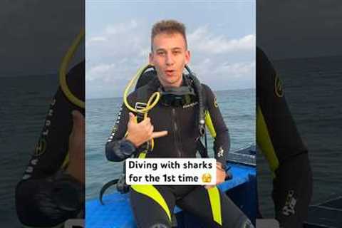 1st time diving with sharks 🦈