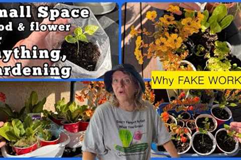 Fake Flowers Saves Lettuce ￼&amp; Pepper Seedlings, Container Gardening Small Space Balcony Terrace ..