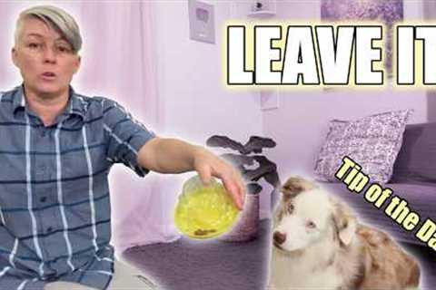 Dog Training Tip of the Day - use containers to proof leave it