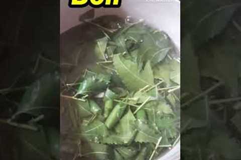 How to make Organic Pesticide from Neem leaves #shorts #viral #shorts feeds #shortvideo #ytshorts#yt