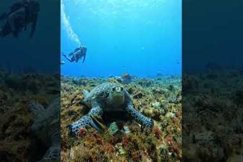 Let's go diving in Cozumel