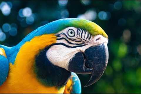 Pros And Cons Of Adopting Exotic Pets