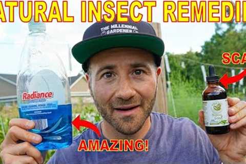 This Organic Pest Control Remedy Is A SCAM! 3 Natural Insecticides That WORK And One That DOESN'T!