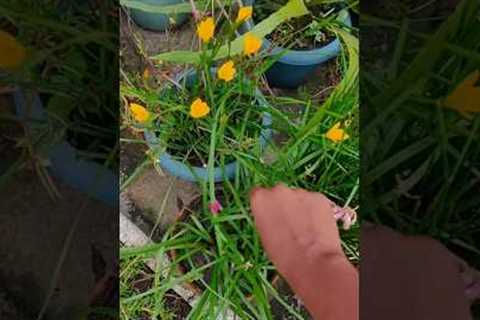 Do Plants Really Care About Period?🤔 Myth vs Reality #gardening #plants #myths #shorts